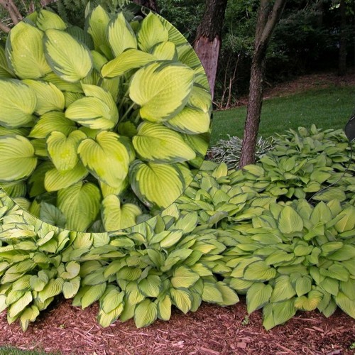 Hosta 'Gold Standard' - Hosta 'Gold Standard' P9/0,55L